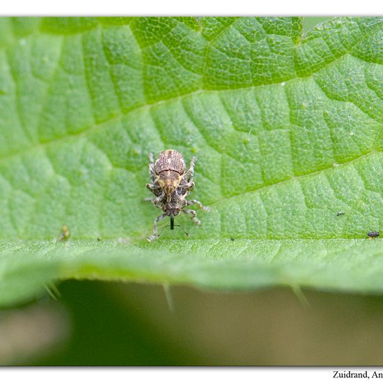 Nedyus quadrimaculatus: Tier im Habitat Strasse/Verkehr in der NatureSpots App