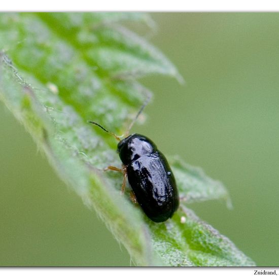 Cryptocephalus ocellatus: Tier im Habitat Strasse/Verkehr in der NatureSpots App