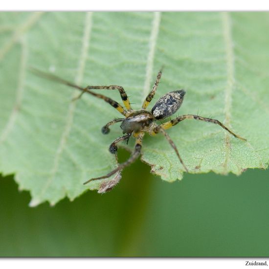 Vierfleck-Zartspinne: Tier im Habitat Strasse/Verkehr in der NatureSpots App