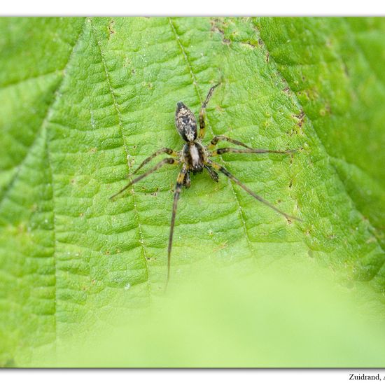 Vierfleck-Zartspinne: Tier im Habitat Strasse/Verkehr in der NatureSpots App