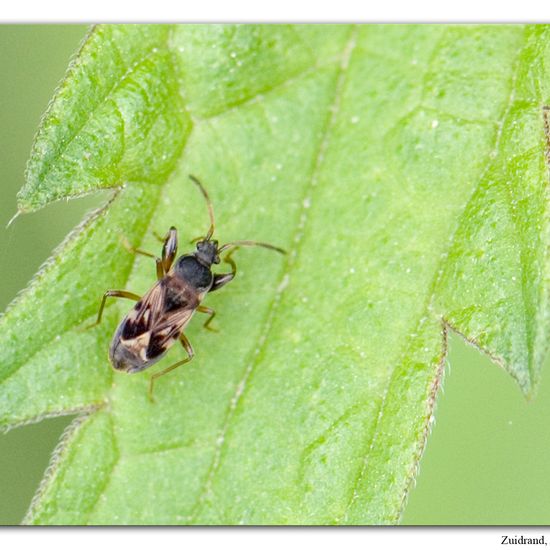 Scolopostethus affinis: Tier im Habitat Strasse/Verkehr in der NatureSpots App