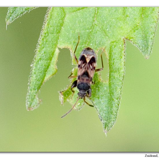 Scolopostethus affinis: Tier im Habitat Strasse/Verkehr in der NatureSpots App