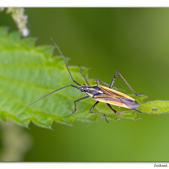 Leptopterna dolabrata: Animal in habitat Road or Transportation in the NatureSpots App