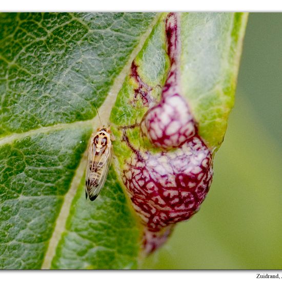 Psyllopsis fraxini: Tier im Habitat Strasse/Verkehr in der NatureSpots App