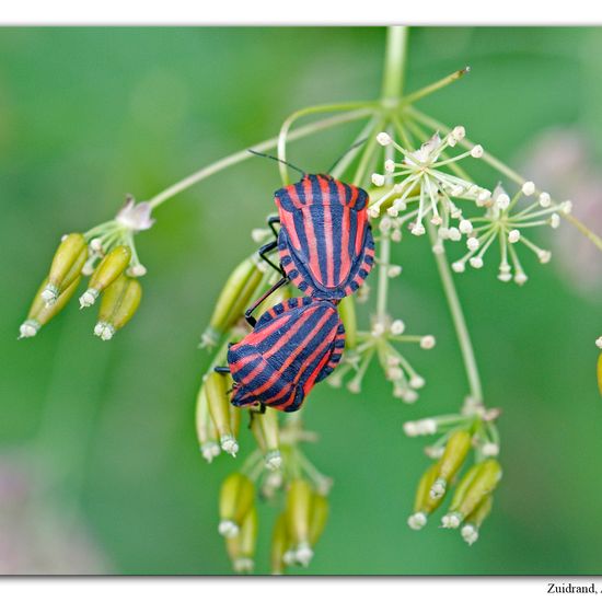 Graphosoma italicum: Animal in habitat Road or Transportation in the NatureSpots App