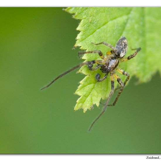 Anyphaena accentuata: Animal in habitat Road or Transportation in the NatureSpots App