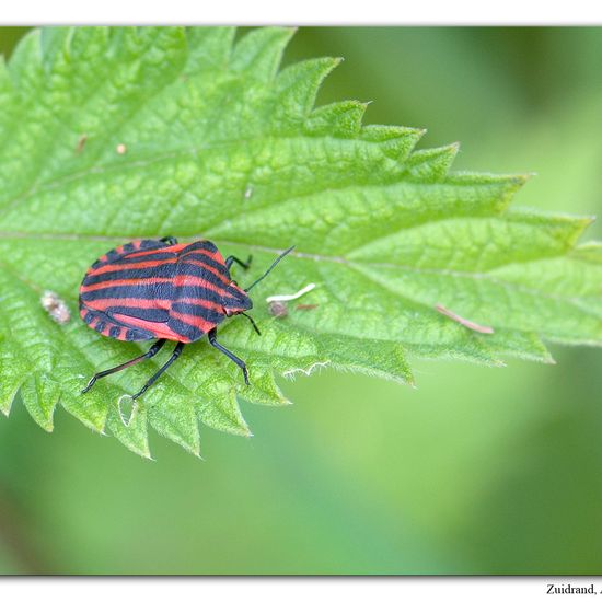 Graphosoma italicum: Animal in habitat Road or Transportation in the NatureSpots App