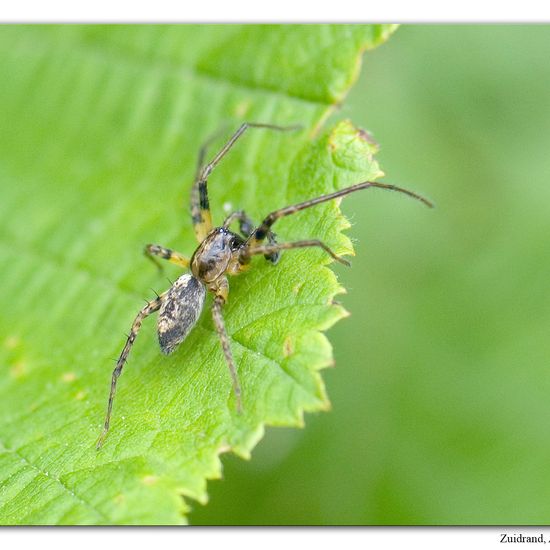 Vierfleck-Zartspinne: Tier im Habitat Strasse/Verkehr in der NatureSpots App