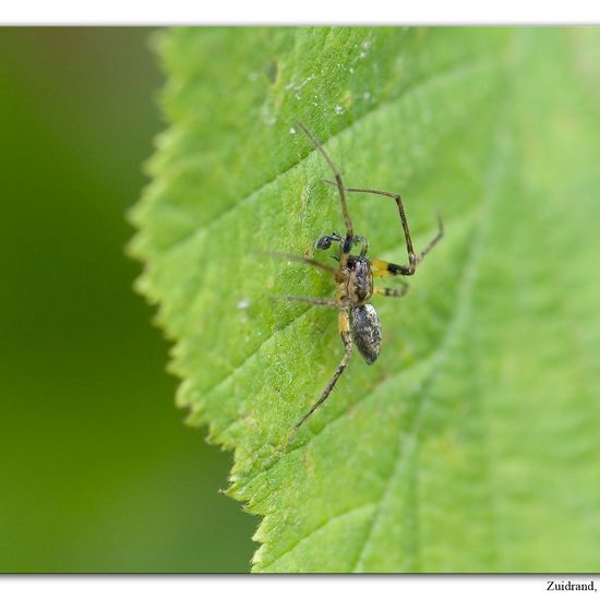 Vierfleck-Zartspinne: Tier im Habitat Strasse/Verkehr in der NatureSpots App