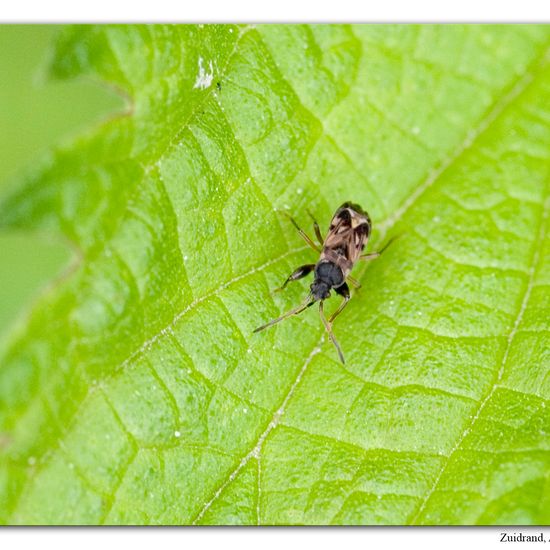 Scolopostethus affinis: Tier im Habitat Strasse/Verkehr in der NatureSpots App