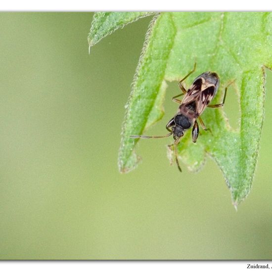 Scolopostethus affinis: Animal in habitat Road or Transportation in the NatureSpots App