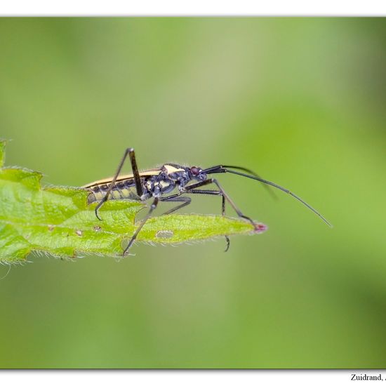 Leptopterna dolabrata: Animal in habitat Road or Transportation in the NatureSpots App