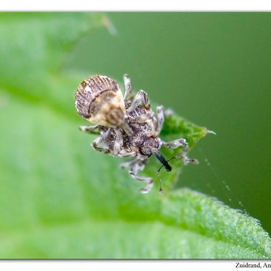 Nedyus quadrimaculatus: Tier im Habitat Strasse/Verkehr in der NatureSpots App