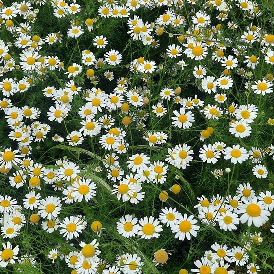 Tripleurospermum maritimum subsp. maritimum: Plant in habitat City and Urban in the NatureSpots App