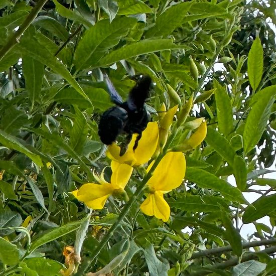 Carpenter bee: Animal in habitat Garden in the NatureSpots App