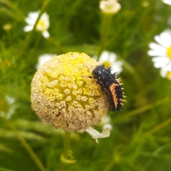 Harmonia axyridis: Animal in habitat Garden in the NatureSpots App