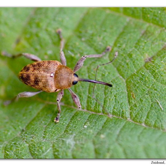 Nut weevil: Animal in habitat Road or Transportation in the NatureSpots App