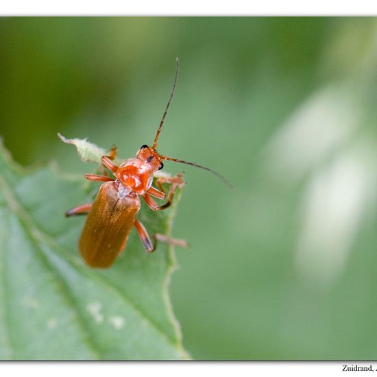 Cantharis livida: Animal in habitat Road or Transportation in the NatureSpots App