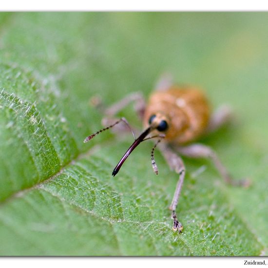 Nut weevil: Animal in habitat Road or Transportation in the NatureSpots App