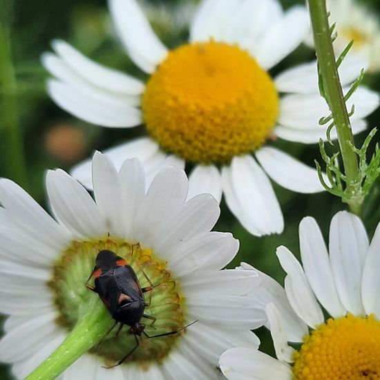 Deraeocoris ruber: Tier im Habitat Stadt und Garten in der NatureSpots App