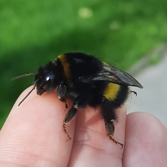 Dunkle Erdhummel: Tier im Habitat Strasse/Verkehr in der NatureSpots App