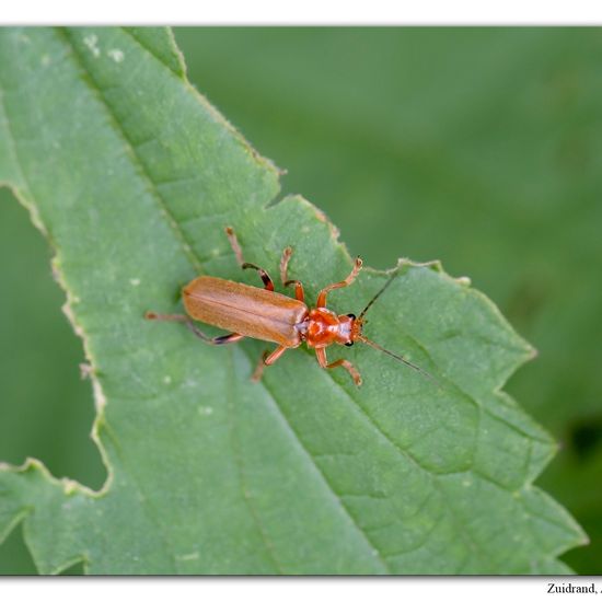 Cantharis livida: Animal in habitat Road or Transportation in the NatureSpots App