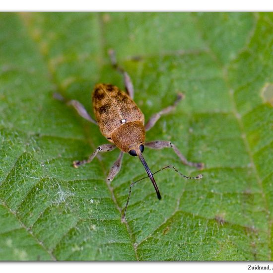 Nut weevil: Animal in habitat Road or Transportation in the NatureSpots App