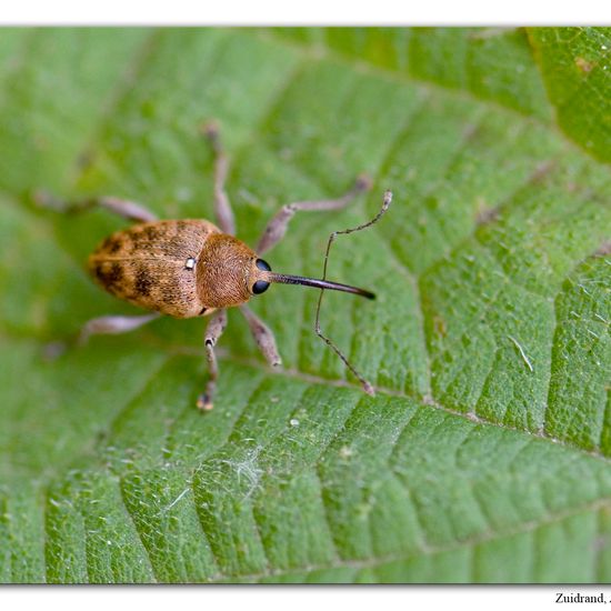 Nut weevil: Animal in habitat Road or Transportation in the NatureSpots App