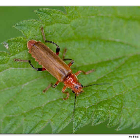 Cantharis livida: Animal in habitat Road or Transportation in the NatureSpots App