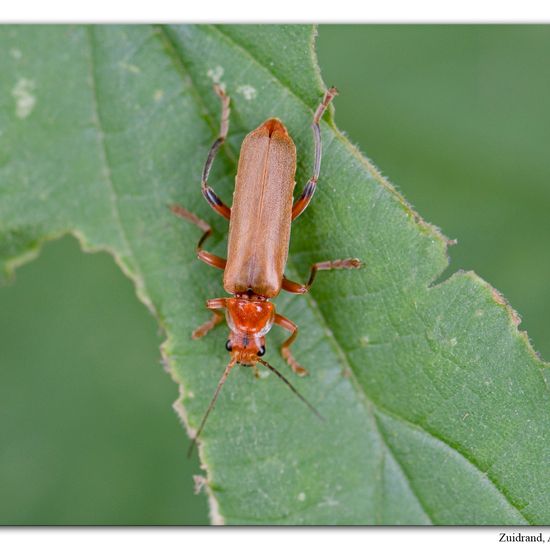 Cantharis livida: Animal in habitat Road or Transportation in the NatureSpots App