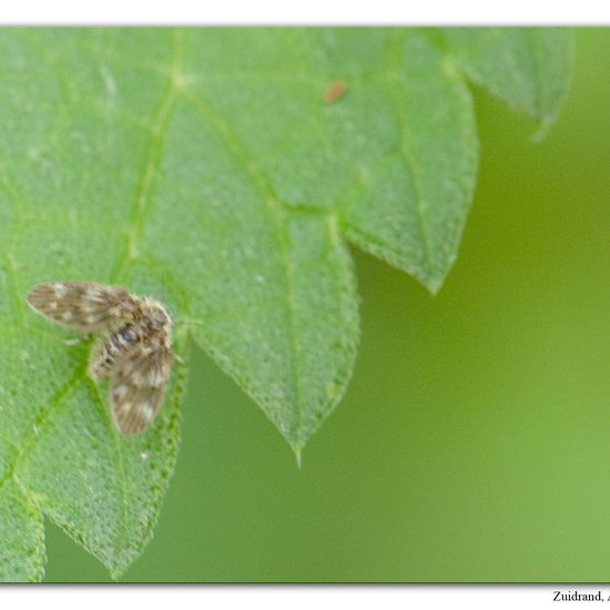 Pneumia: Tier im Habitat Strasse/Verkehr in der NatureSpots App