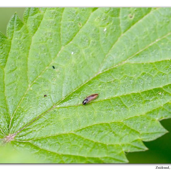 Agriotes pallidulus: Tier im Habitat Strasse/Verkehr in der NatureSpots App