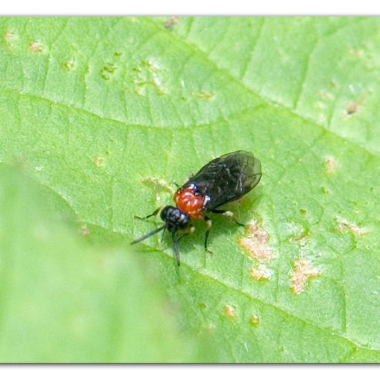 Nemoura cinerea: Tier im Habitat Grasland und Büsche in der NatureSpots App