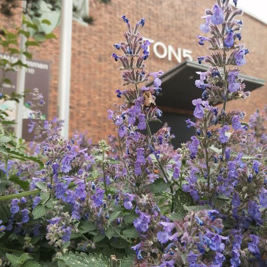 Nepeta faassenii: Plant in habitat Flowerbed in the NatureSpots App