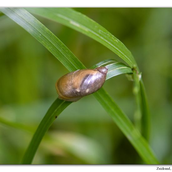 Succinea putris: Animal in habitat Road or Transportation in the NatureSpots App