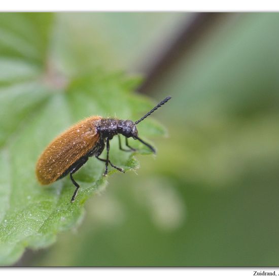 Eine unbekannte Art: Tier im Habitat Strasse/Verkehr in der NatureSpots App