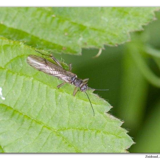 Nemoura cinerea: Tier im Habitat Grasland und Büsche in der NatureSpots App