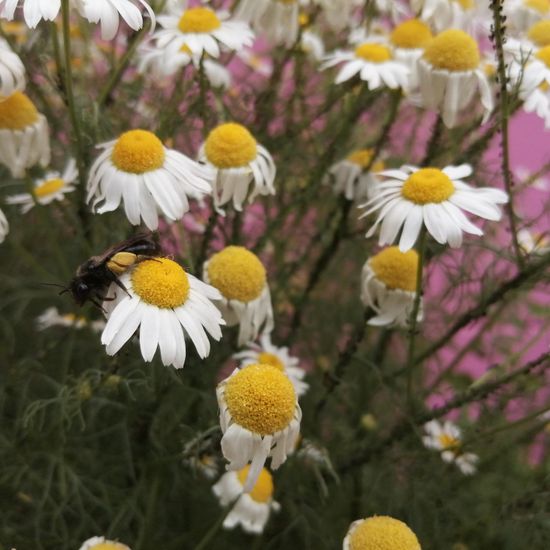 Tripleurospermum maritimum: Pflanze im Habitat Hecke/Blumenbeet in der NatureSpots App