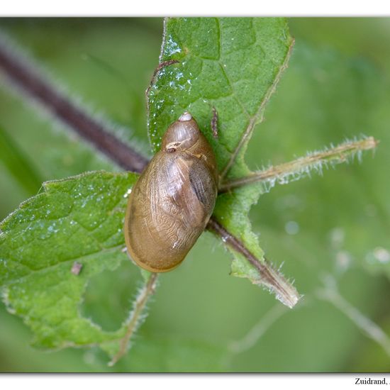 Succinea putris: Animal in habitat Road or Transportation in the NatureSpots App