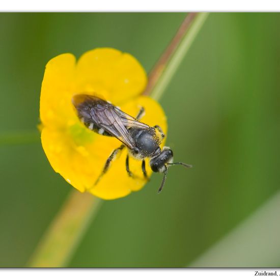 Lasioglossum sexnotatum: Animal in habitat Road or Transportation in the NatureSpots App