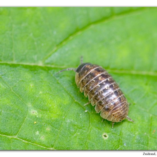 Armadillidium vulgare: Animal in habitat Road or Transportation in the NatureSpots App