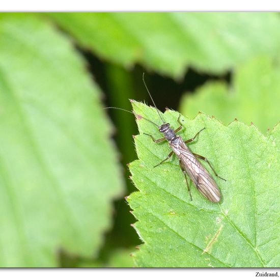 Nemoura cinerea: Tier im Habitat Grasland und Büsche in der NatureSpots App