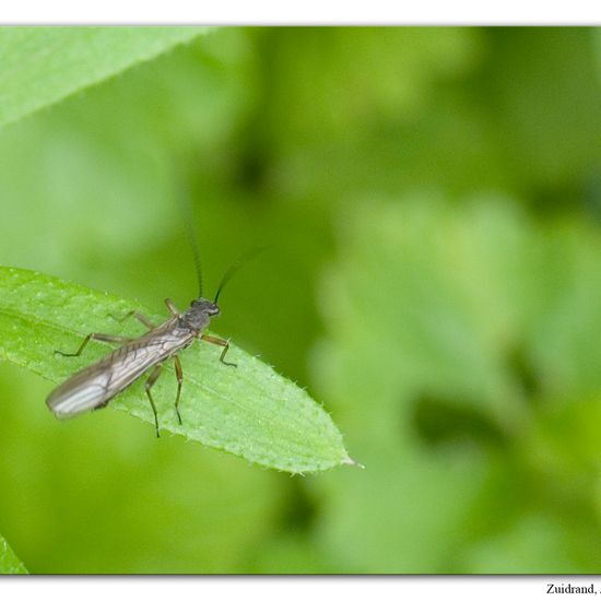 Nemoura cinerea: Tier im Habitat Grasland und Büsche in der NatureSpots App