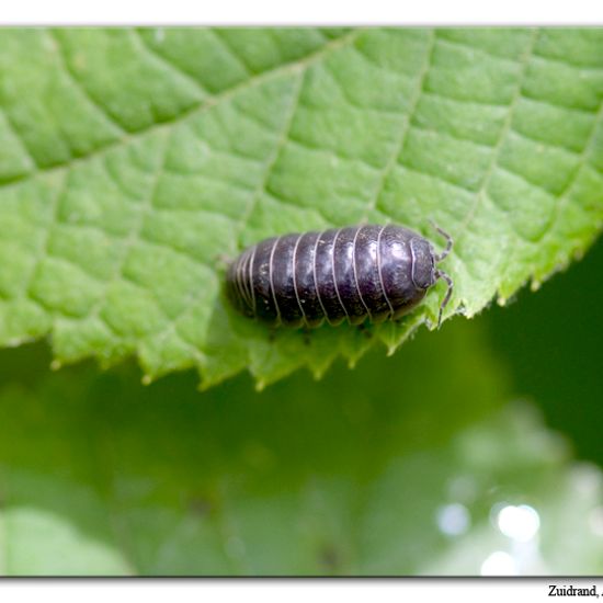 Armadillidium vulgare: Animal in habitat Road or Transportation in the NatureSpots App