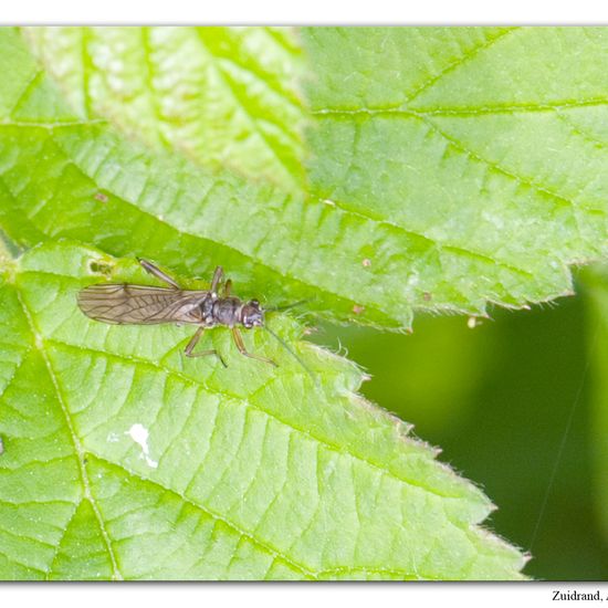 Nemoura cinerea: Tier im Habitat Grasland und Büsche in der NatureSpots App