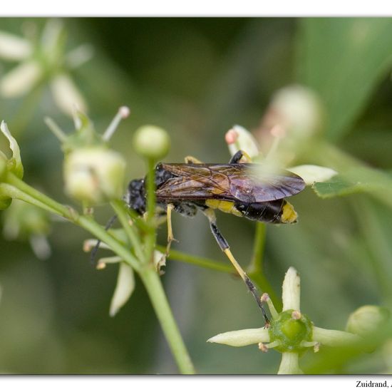 Tenthredo temula: Animal in habitat Natural Meadow in the NatureSpots App