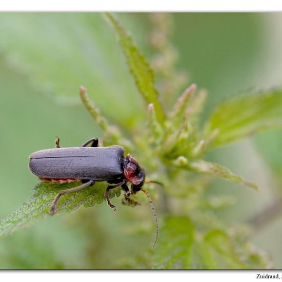 Gemeiner Weichkäfer: Tier im Habitat Strasse/Verkehr in der NatureSpots App