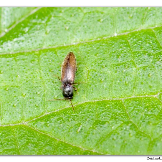 Agriotes pallidulus: Tier im Habitat Strasse/Verkehr in der NatureSpots App