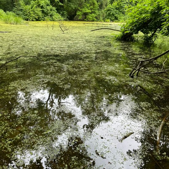 Landschaft: Süßwasser im Habitat Teich in der NatureSpots App