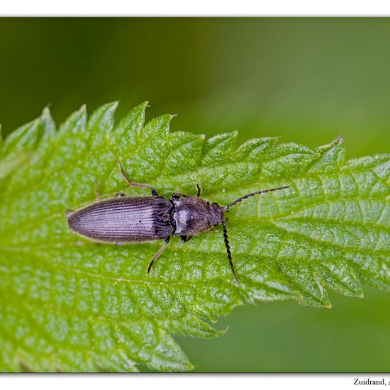 Schwarzer Rauhaarschnellkäfer: Tier im Habitat Strasse/Verkehr in der NatureSpots App